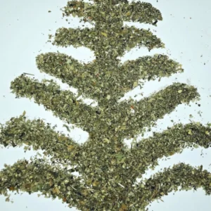 mullein herb